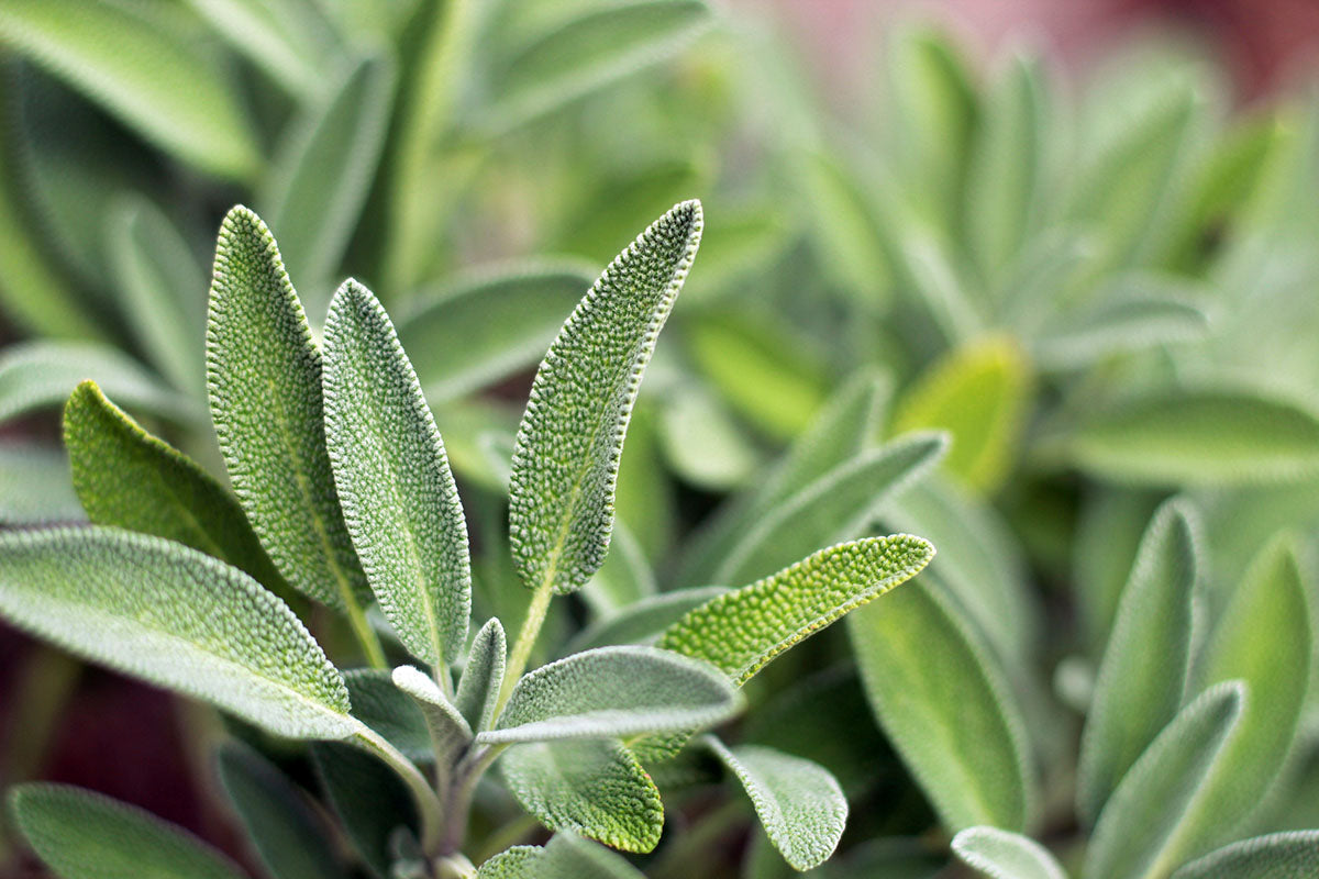 Les bienfaits de la sauge pour les cheveux Madame La Présidente